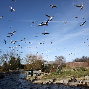 Penguin feeding time at Chester