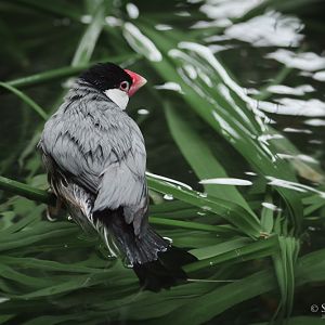 Java Sparrow - Tropical Realm 19/02/2011