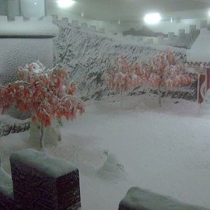 Giant Panda Winter (Snow) Exhibit Area