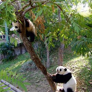 Giant Panda Outdoor Exhibit Area