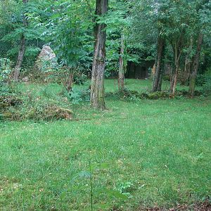 Chilean pudu exhibit