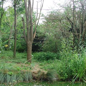 Brown spider monkeys island