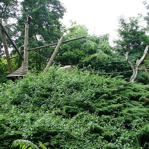 White handed gibbon island