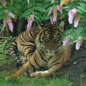Sumatran tiger (Panthera tigris sumatrae)