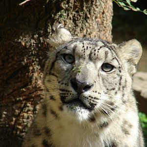 Snow leopard (Uncia uncia)