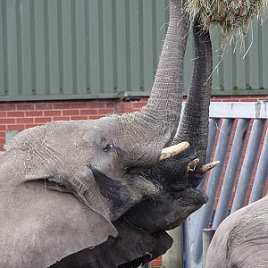 African Elephant at Knowsley Safari Park