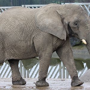 African Elephant at Knowsley Safari Park