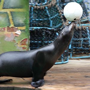 California Sealion at Knowsley Safari Park