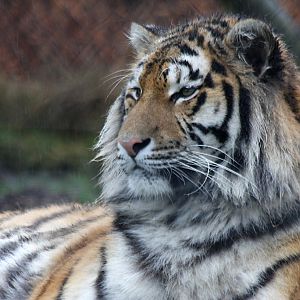 Tiger at Knowsley Safari Park
