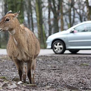 Nilgai at Knowsley Safari Park