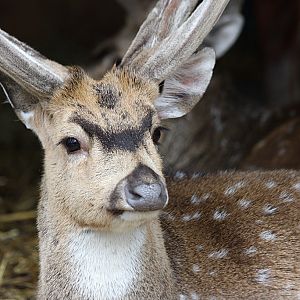 Chital at Knowsley Safari Park