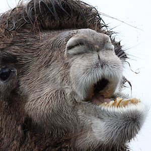 Bactrian Camel at Knowsley Safari Park