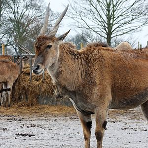 Eland at Knowsley Safari Park