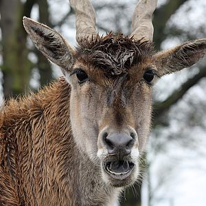Eland at Knowsley Safari Park