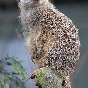 Meerkat at Knowsley Safari Park