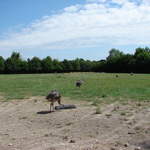Alpacas and greater rheas exhibit