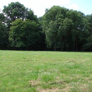 Virginian deers exhibit