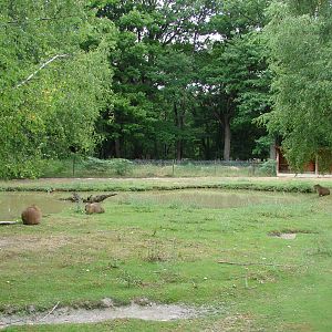 Capybaras exhibit