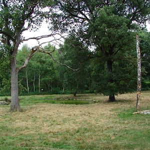 Mackenzie Valley wolves exhibit