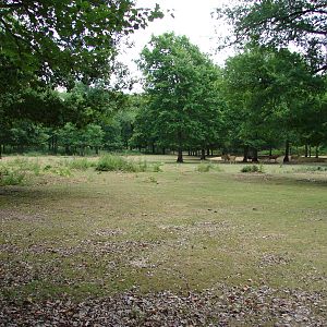 Pere David's Deers exhibit