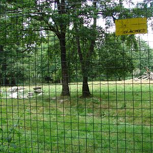 Dholes exhibit (16 animals !)