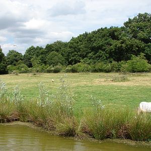 Scimitar-horned oryxes and sacred ibis exhibit