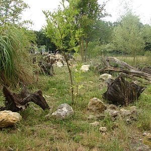 Crested porcupines exhibit