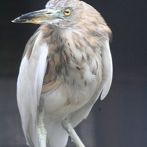 possibly Javan pond heron