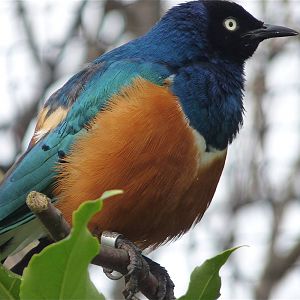 Superb Starling