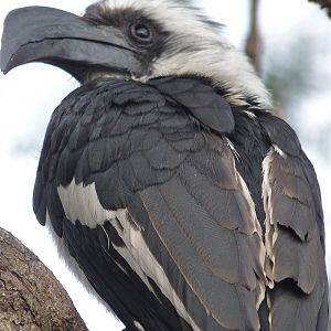 Von der Deckens Hornbill