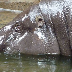 Pygmy Hippo