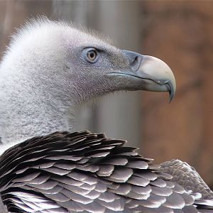 Griffon Vulture