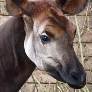 Okapi