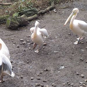 Pelicans