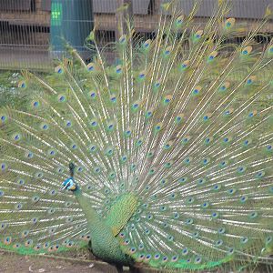 Green Peafowl