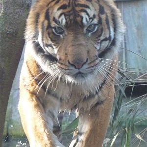Sumatran Tiger