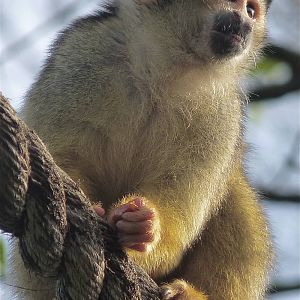 Squirrel Monkey