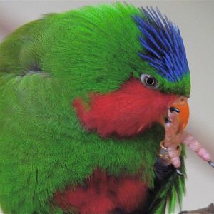 Blue-Crowned Lorikeet