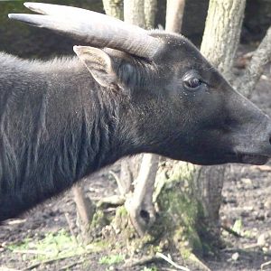 Lowland Anoa