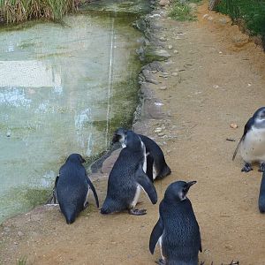 Penguins in the African Bird Safari