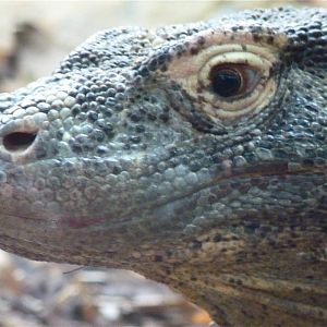 Komodo Dragon