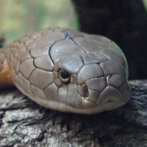 King Cobra