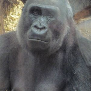 Western Lowland Gorilla - Zaire