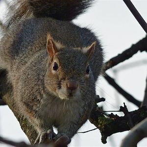 Grey Squirrel