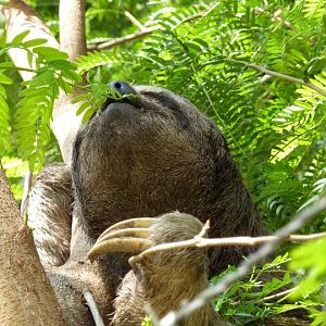 Wild three-toed sloth