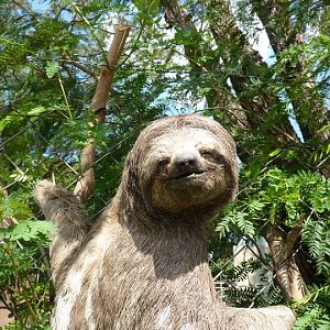 Wild three-toed sloth