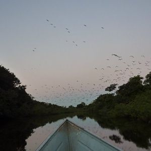 Bare-faced ibis