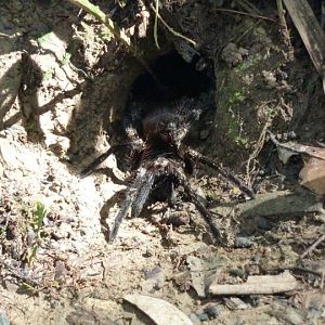 Tarantula