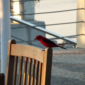 Male Brazilian tanager