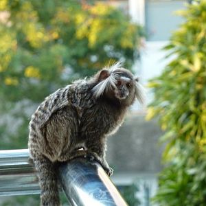 Windswept common marmoset
